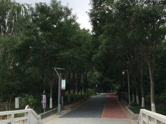 -大兴滨河森林公园