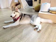 -Husky Go! 哈士奇体验馆·宠物咖啡厅狗咖