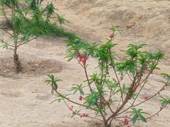 -南国桃园旅游度假区