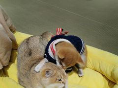 -逗柴咖啡屋·狗咖猫咖宠物桌游