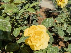 -人民公园(罗湖区)