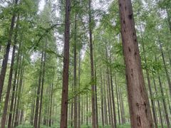 -黄海国家森林公园