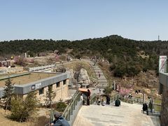 -王莽岭风景区