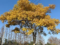 -上海长兴岛郊野公园