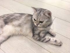 -喵的天空名猫咖啡馆·撸猫·猫舍·用品