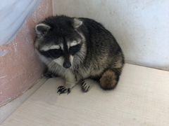 -浣熊柯尔鸭土拨鼠·电玩咖