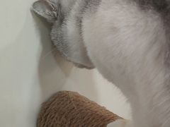 -共舞时光猫咖·狗咖(新街口店)