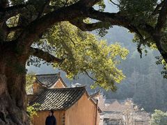 -杨家堂村
