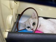 -美联众合动物医院(·中兽医·疑难杂症·严家桥分院)