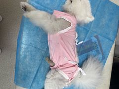 -乖乖宠物医院·猫科·骨科·24小时(云岗分院)