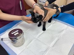 -美联众合动物医院·24h转诊中心