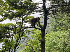 -峨眉山风景名胜区