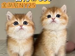 -lincat·猫舍(广州店)