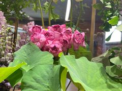 -BEAST野兽派(上海浦东嘉里城店)