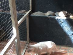 -猫咪博物馆(顶澳仔猫街店)