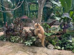 -海南热带野生动植物园