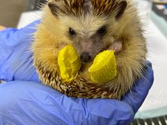 -爱侣宠医·鹦鹉专科·小型哺乳类·异宠专科(灵石路店)