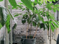 -VOYAGE COFFEE(杨梅竹店)