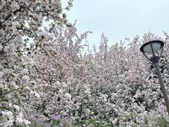 -海棠花溪(元大都城垣遗址公园)