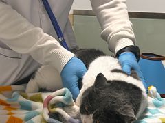 -乐派堂宠物医院·猫友好· 心脏科(东街店)