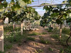 -美家乐农庄·露营·团建(大治路店)