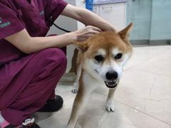 -瑞派申生动物医院·24H夜诊·国际动物医疗中心·骨外科(吴中路店)