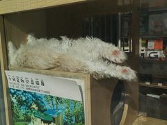 -PETKIT 小佩宠物·德文赛凯猫舍