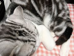 -帕帕拉兹宠物(亚洲旗舰店)