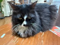 -有猫主题·治愈系猫咖(曾厝垵店)