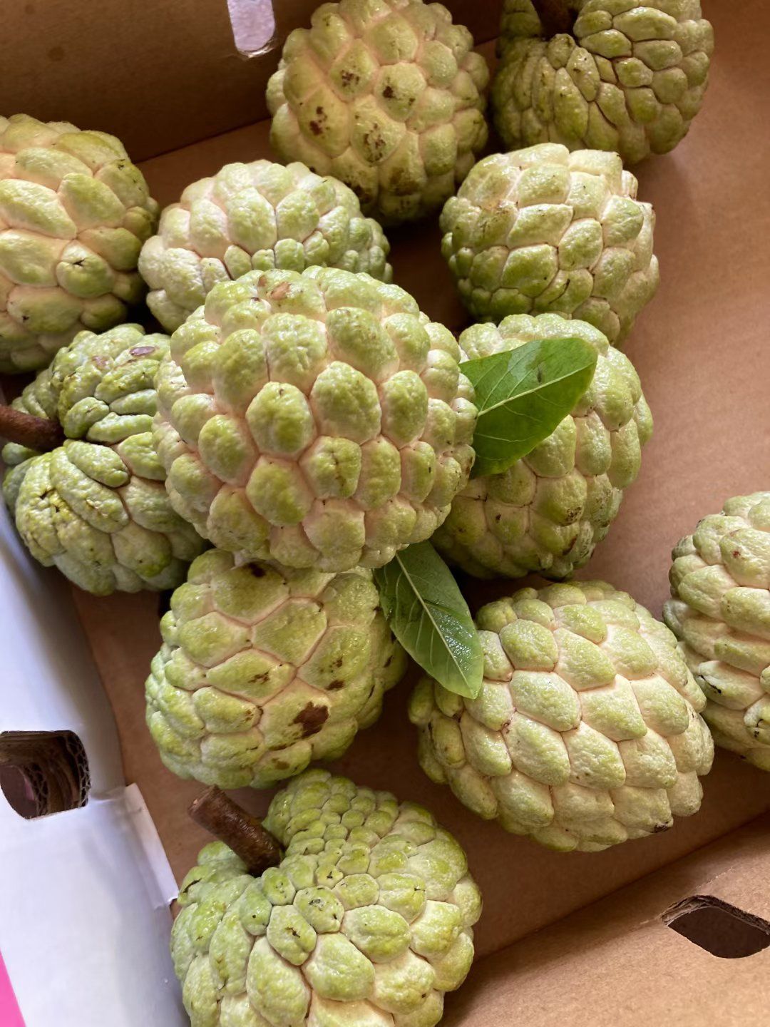 海南本土大目释迦果