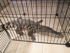 -平行世界·猫咖(首经贸店)