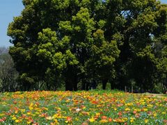 -上海共青森林公园