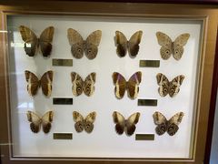 -上海昆虫博物馆