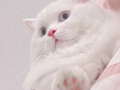 -凯特喵百思猫专科医院