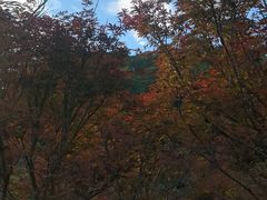 -广州市帽峰山景区