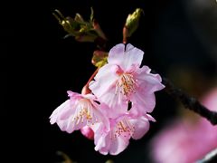 -顾村公园