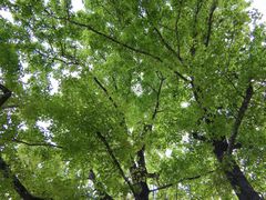 -广州市石门国家森林公园