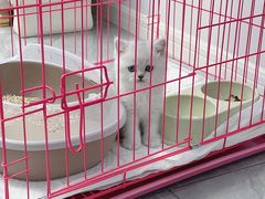 -欣宠猫屋·矮脚拿破仑·蓝金金渐层