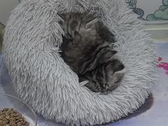 -糯米喵星人总部直营旗舰店·猫舍·幼猫出售