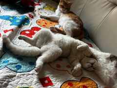 -宠物星动物医院·眼科·异宠·猫科(江南大道总院)