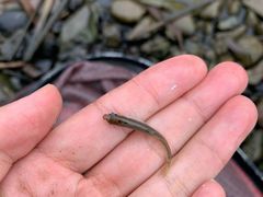 -白河湾生态旅游一条川