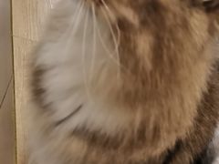 -猫域·湾主题猫咖·宠物吧(南坪城市广场店)