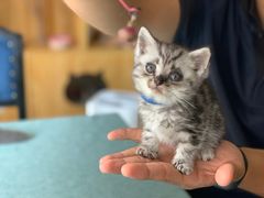 -鼓捣猫呢主题猫咖店
