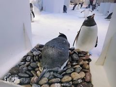 -芜湖新华联大白鲸海洋公园