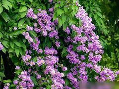 -芝麻糊世家(西华店)