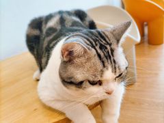 -有喵·猫咖·狗咖·40+猫狗有小奶狗(岗厦店)