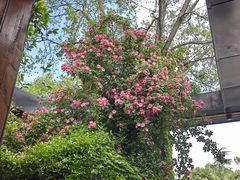 -昆山城市生态森林公园