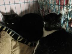 -关爱宠物医院·猫科中心·消化科(滨湖万达分院)