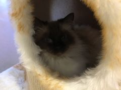 -藏猫猫咖啡主题馆(中央大道店)