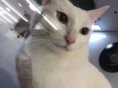 -PETKIT小佩宠物(古北店)